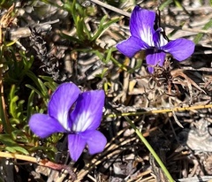 Viola decumbens