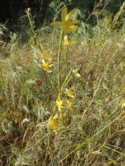 Moraea virgata