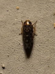 Xestocephalus