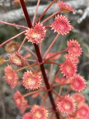 Drosera porrecta