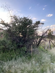 Vachellia schaffneri