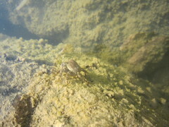 Pachygrapsus marmoratus