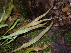 Loxogramme remotefrondigera