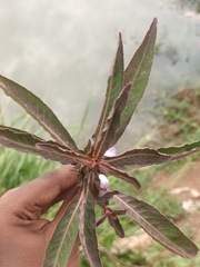 Hygrophila