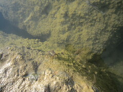 Pachygrapsus marmoratus