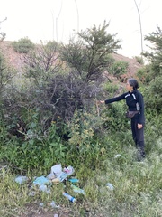 Vachellia schaffneri