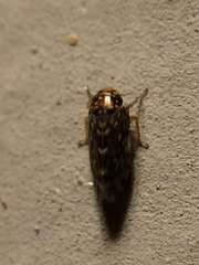 Xestocephalus