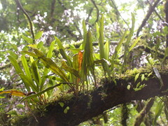 Loxogramme remotefrondigera