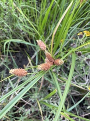 Bolboschoenus robustus