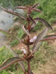 Hygrophila