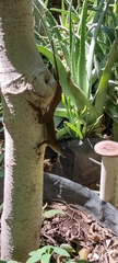 Anolis cristatellus