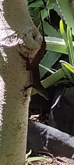 Anolis cristatellus