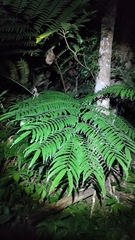 Angiopteris lygodiifolia
