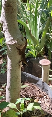Anolis cristatellus