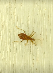 Himacerus mirmicoides