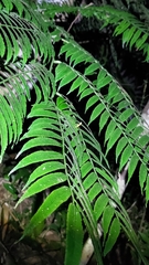 Angiopteris lygodiifolia