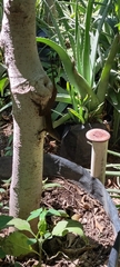 Anolis cristatellus