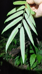 Angiopteris lygodiifolia