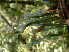 Loxogramme remotefrondigera