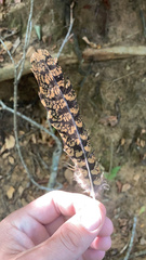 Antrostomus carolinensis