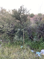 Vachellia schaffneri