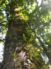 Bulbophyllum omerandrum