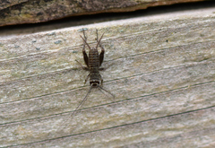 Eumodicogryllus bordigalensis