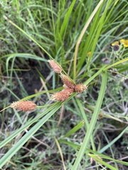 Bolboschoenus robustus