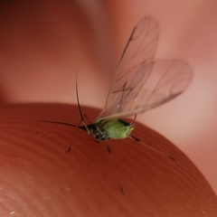 Acyrthosiphon