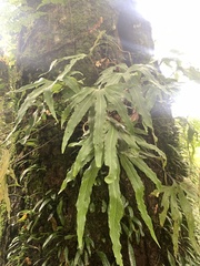 Pyrrosia polydactylos