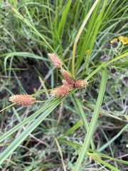 Bolboschoenus robustus