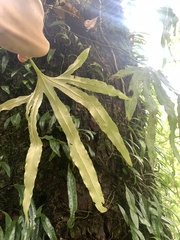 Pyrrosia polydactylos