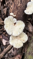 Polyporus