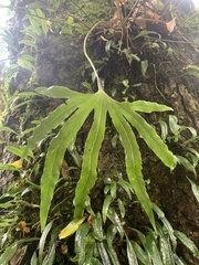 Pyrrosia polydactylos