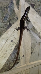 Sphenomorphus indicus