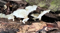 Polyporus