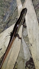 Sphenomorphus indicus