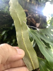 Pyrrosia polydactylos