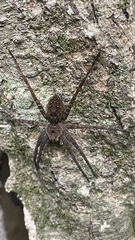Dolomedes vittatus