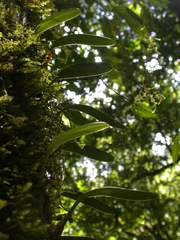 Bulbophyllum omerandrum