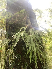 Pyrrosia polydactylos