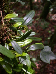 Bulbophyllum omerandrum