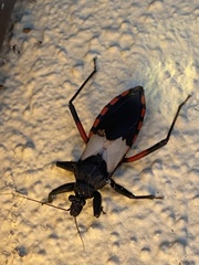 Microtomus purcis