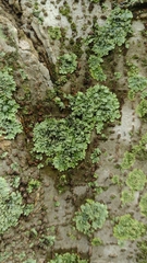 Parmeliopsis ambigua