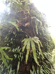 Pyrrosia polydactylos