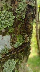 Parmeliopsis ambigua