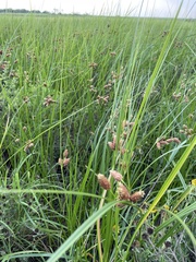 Bolboschoenus robustus