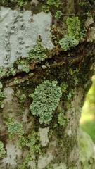 Parmeliopsis ambigua