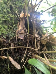 Pyrrosia polydactylos