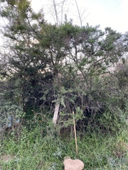 Vachellia schaffneri